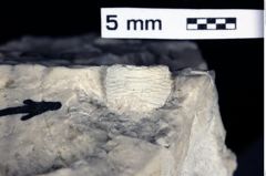 Foto (Detailansicht) von Galatheoidea indet. (NHMW-GEO-1990-0041-0537)